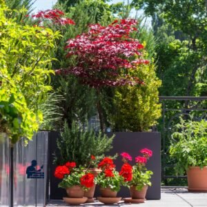 Servicios de jardinería por todo Madrid con Albañil Madrid